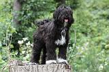 TERRIER DU TIBET 083